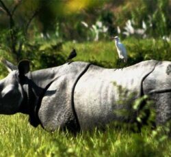 चितवन राष्ट्रिय निकुञ्जमा तीन महिनामा ६ गैँडा मृत भेटिए