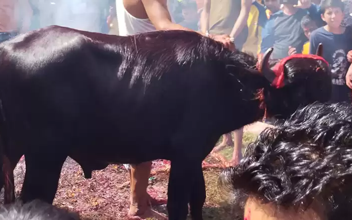 राँगोको मार हान्न तीन लाख १५ हजारको बोलकबोल !