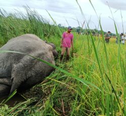 जङ्गली भाले हात्ती धानखेतमा मृता फेला