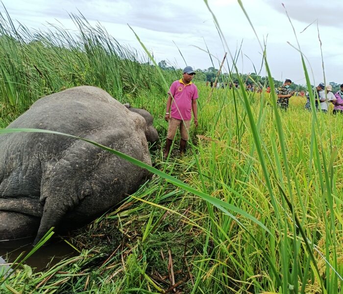 जङ्गली भाले हात्ती धानखेतमा मृता फेला