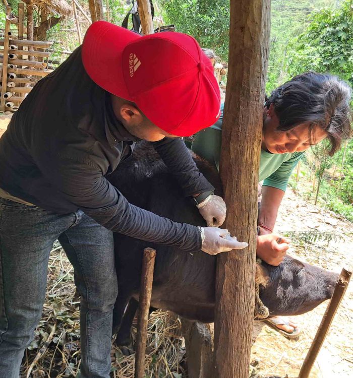 महामारीले गोरु मर्दा किसानको रुवाबासी