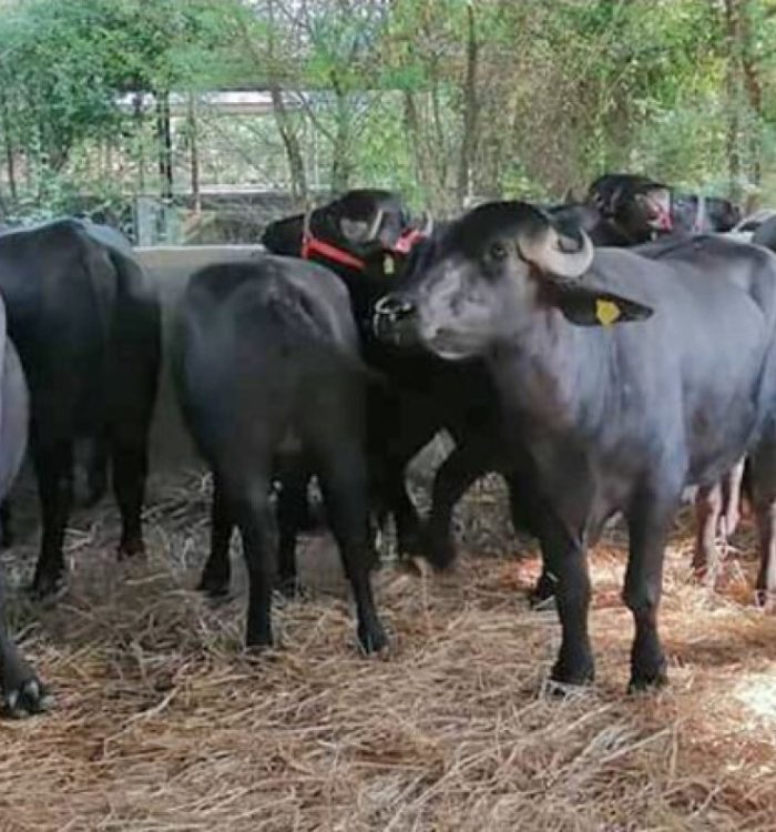 ७ वटा मुर्रा राँगालाई पशु प्रजनन कार्यालयमा राखियो