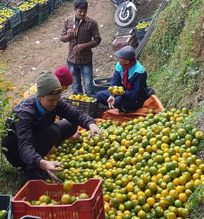 रिब्दिकोटमा सुन्तला महोत्सव हुने