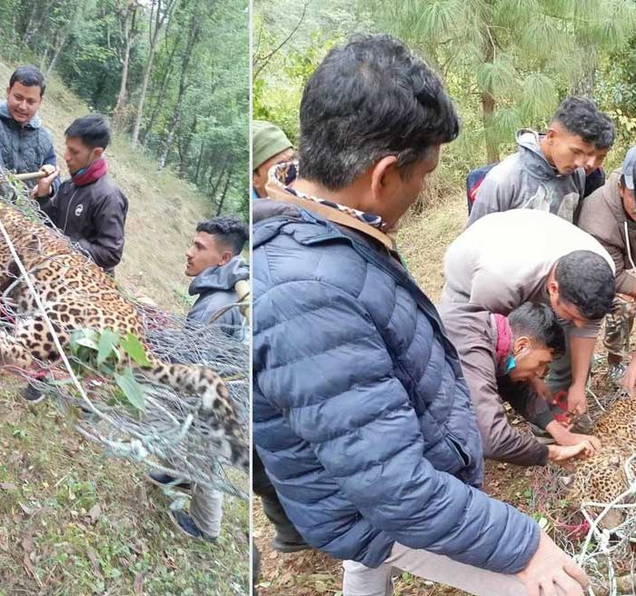 पासोमा परेको चितुवाको मृत्यु