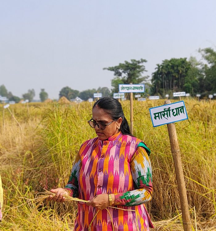 एउटै खेतमा फल्यो ८१ प्रजातिको धान