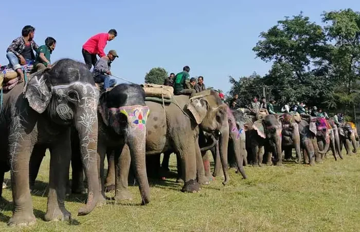 सौराहामा ४ बर्षपछि हुने भो ‘चितवन हात्ती तथा पर्यटन महोत्सव २०८०’, तयारी सुरु