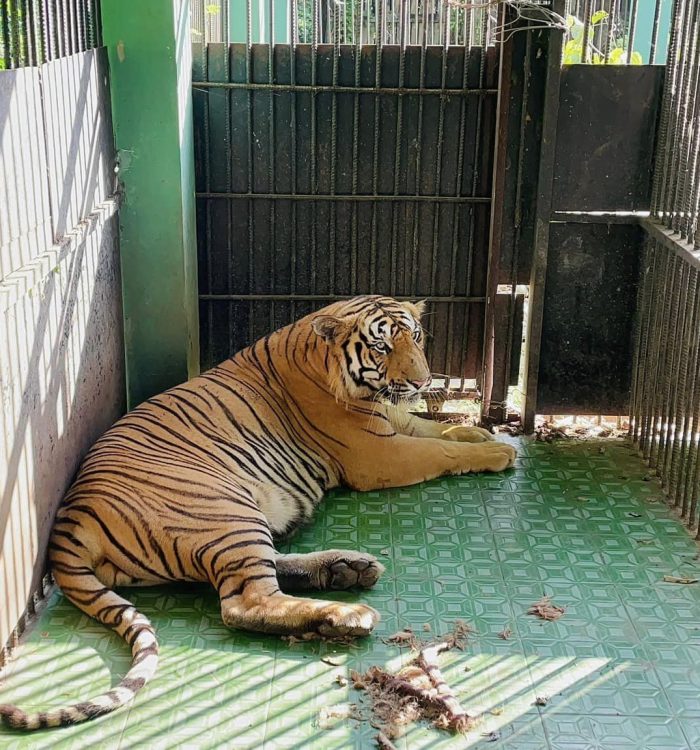 चितवन राष्ट्रिय निकुञ्जमा बाघ राख्न ठाउँ अभाव,बर्दिया पठाइयो