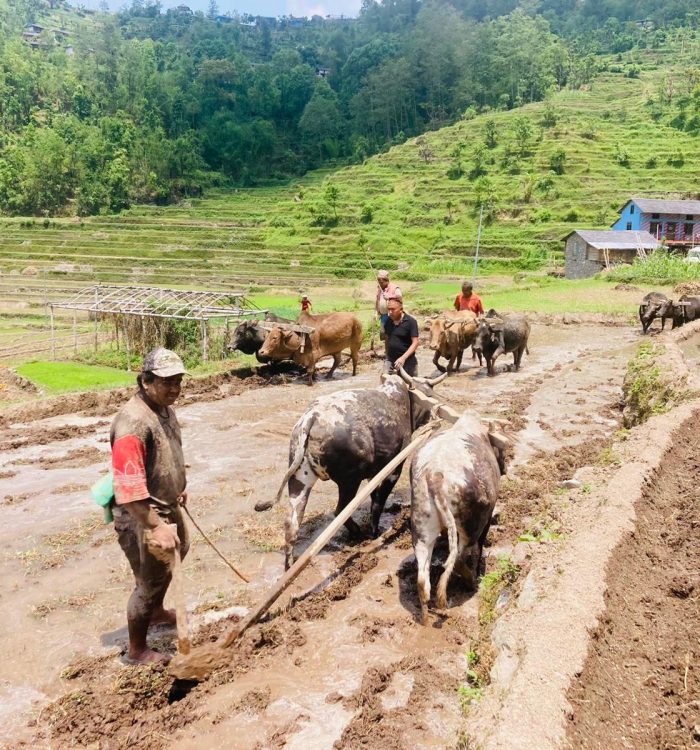 गलकोटमा रोपाइँको चटारो