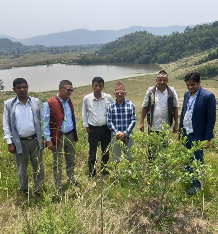 बाँदरको हैरानी झेल्न नसकेर खास्टेतालपारीका किसान कागतीखेतीमा