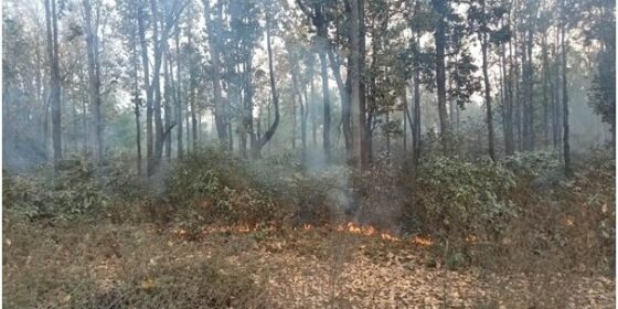 बागलुङमा दुई हजार एक सय ७४ हेक्टर वनमा क्षति