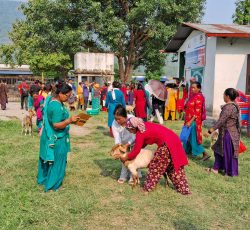 एकल महिलालाई आत्मनिर्भर बनाउन कालिका नगरपालिकामा बाख्राको पाठी वितरण