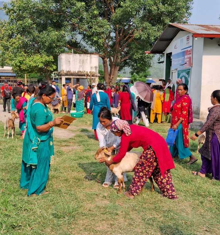 एकल महिलालाई आत्मनिर्भर बनाउन कालिका नगरपालिकामा बाख्राको पाठी वितरण