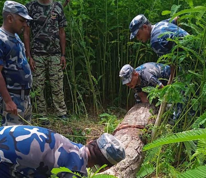 संयुक्त टोलीद्वारा रौतहटमा लाखौंको काठ बरामद