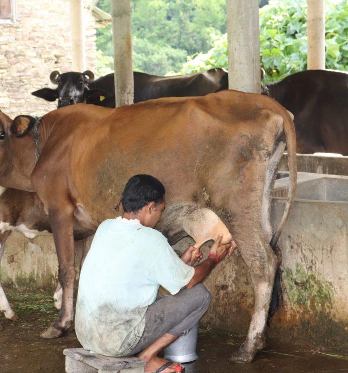 भुक्तानी नपाएपछि चितवनका दूध उत्पादक किसान निरुत्साहित