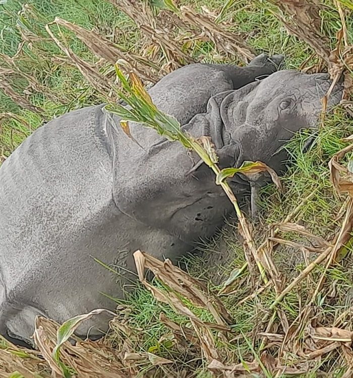 भरतपुरमा करेन्ट लगाएर गैंडा मारेको आरोपमा २ जना पक्राउ