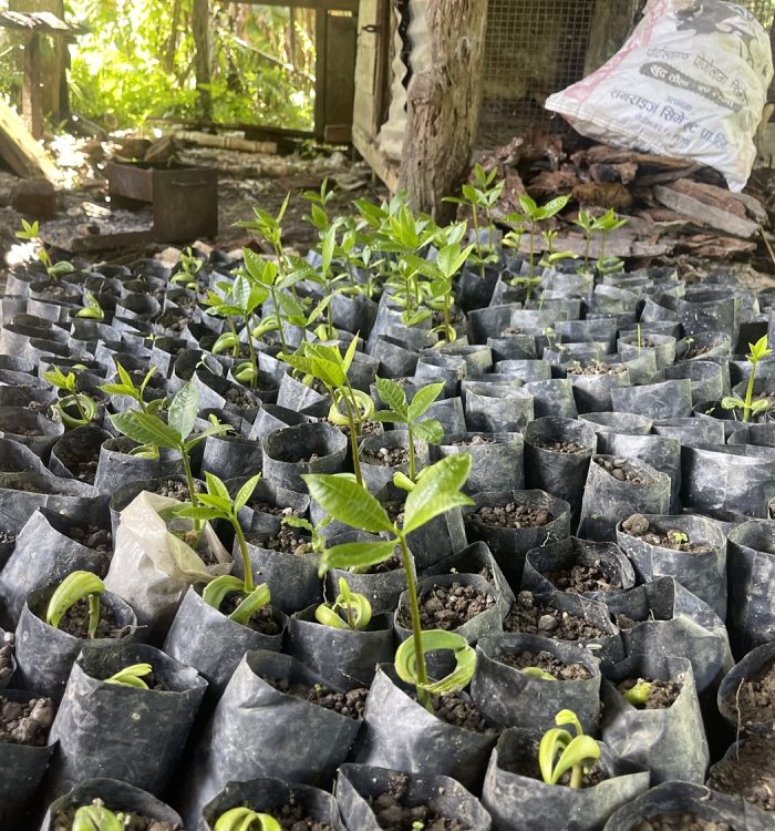 काठमाडौंदेखि दार्चुलासम्म काजुका बिरुवा पुर्‍याएर चर्चामा आएका पथरीका भुवनेश्वर पोखरेल