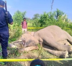 कोल्हवीमा वस्यक जंगली हात्ती मृत फेला