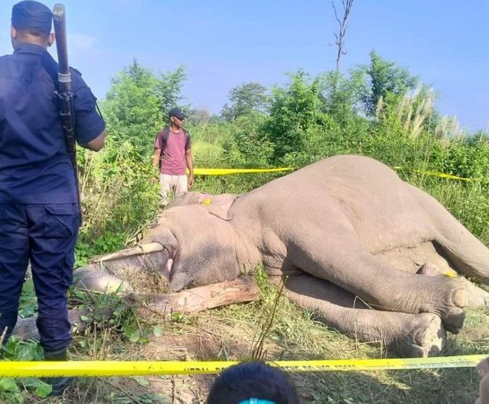 कोल्हवीमा वस्यक जंगली हात्ती मृत फेला